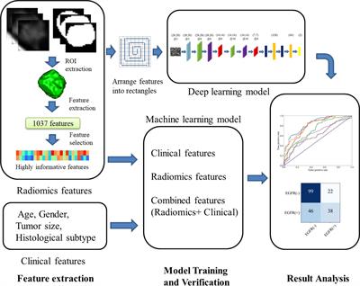 Deep <mark class="highlighted">CNN Model</mark> Using CT Radiomics Feature Mapping Recognizes EGFR Gene Mutation Status of Lung Adenocarcinoma